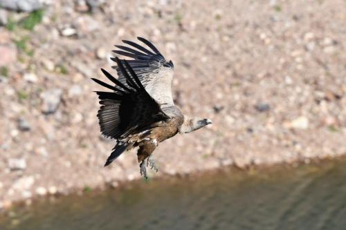 Vautour fauve à Salto del Gitano