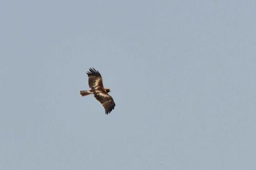 Aigle botté