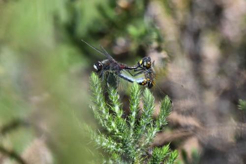Leucorrhine à gros thorax
