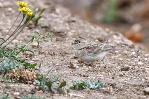 Alouette calandrelle