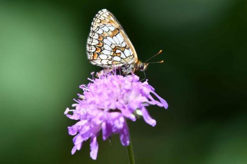 Mélitée des mélampyres