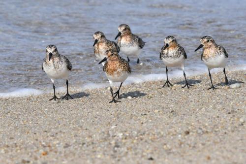 Bécasseaux sanderlings