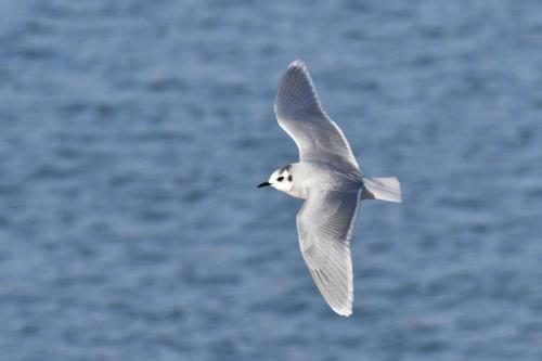 Mouette pygmée (adulte)