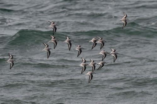 Bécasseaux sanderlings