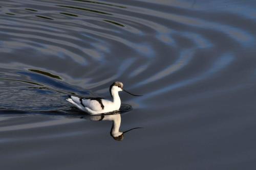 Avocette élégante