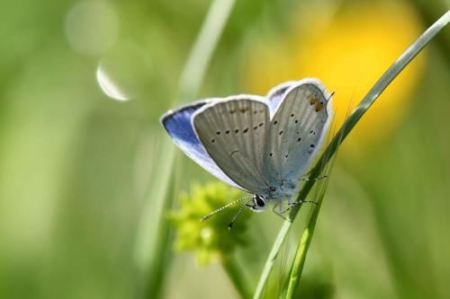 Azuré du trèfle (mâle)