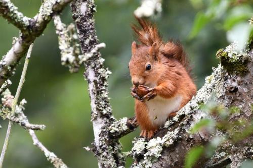 Ecureuil roux
