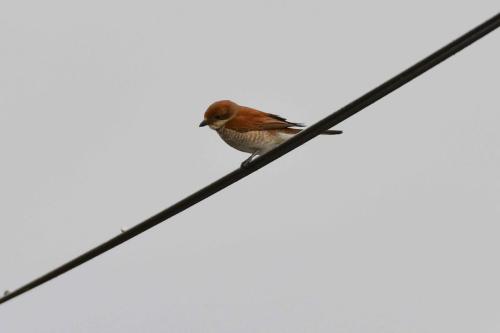 Pie-grièche écorcheur