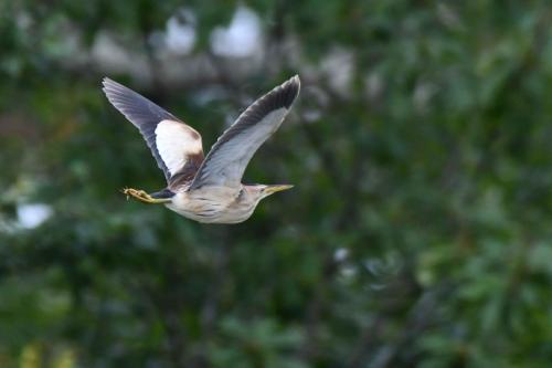 Blongios nain (femelle)