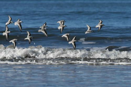 Bécasseaux sanderlings