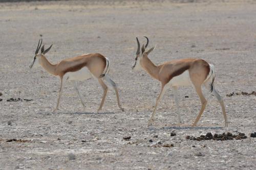 Springboks du Kalahari