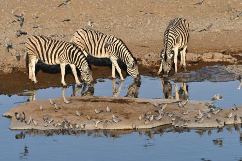 Zèbres de Burchell et Tourterelles du Cap