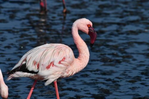 Flamant nain