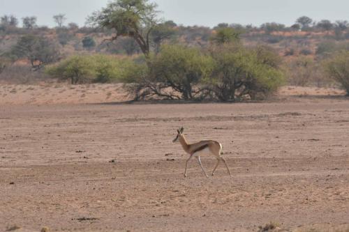 Springbok du Kalahari