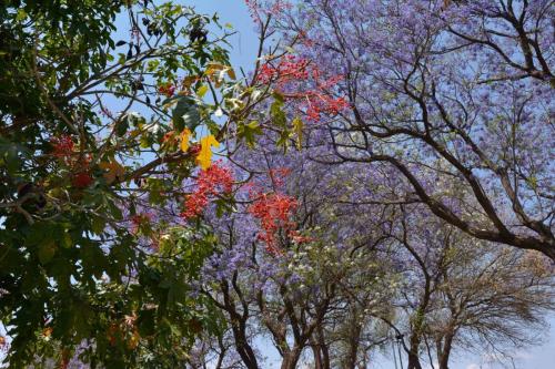 Jardin du parlement Namibien