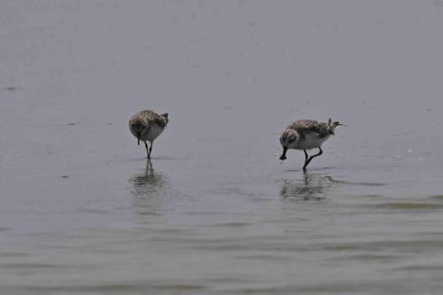 Bécasseau spatule et bécasseau à col roux