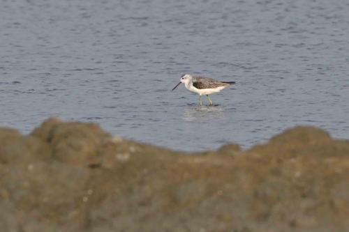 Chevalier stagnatile