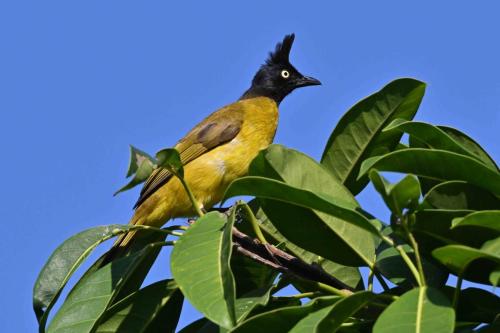 Bulbul à huppe noire