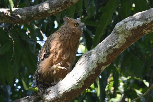Grand-duc malais (jeune)