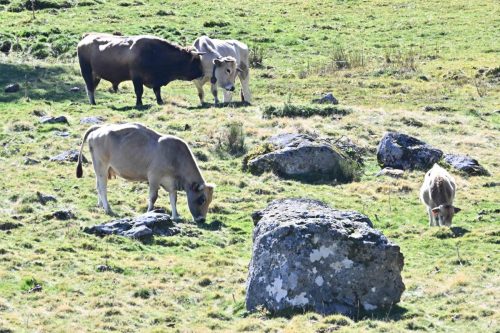Taureau et vaches Aubrac