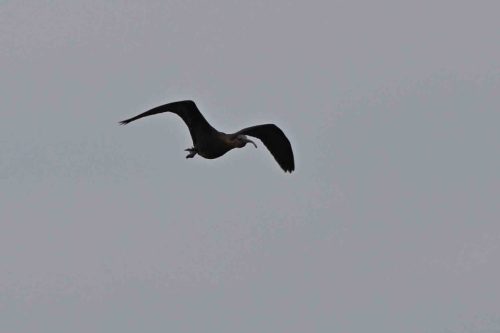Ibis falcinelle