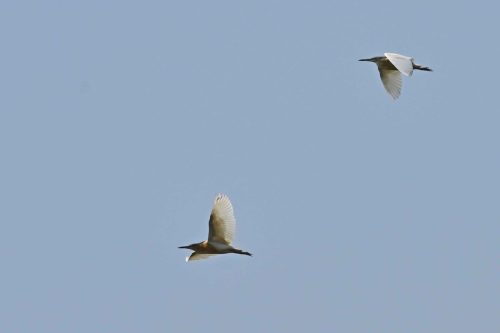 Crabiers chevelus