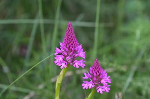 Orchis pyramidal