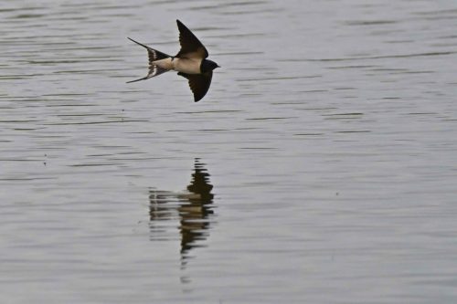 Hirondelle rustique