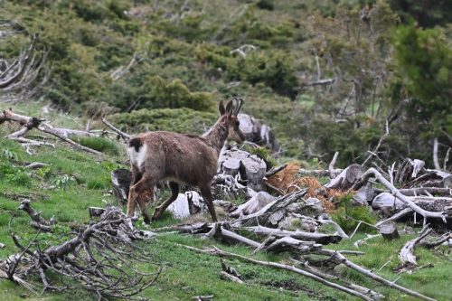 Isard