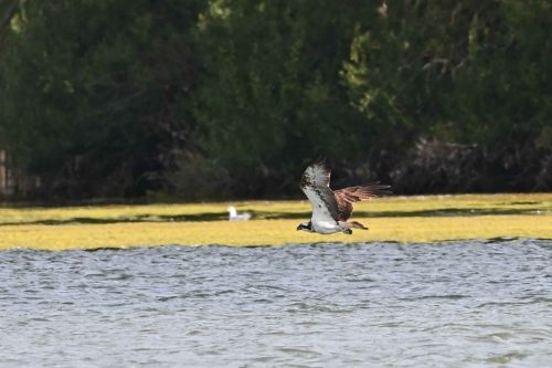 Balbuzard pêcheur