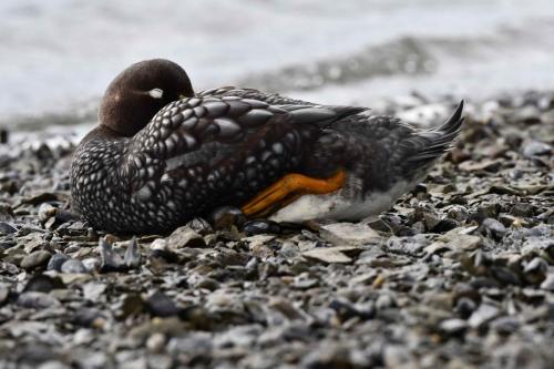 Brassemer des Malouines (femelle)