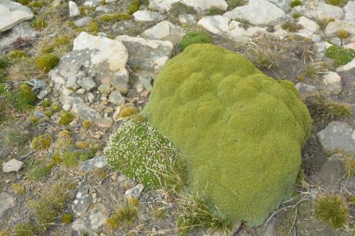Balsam Bog (Bolax gummifera)