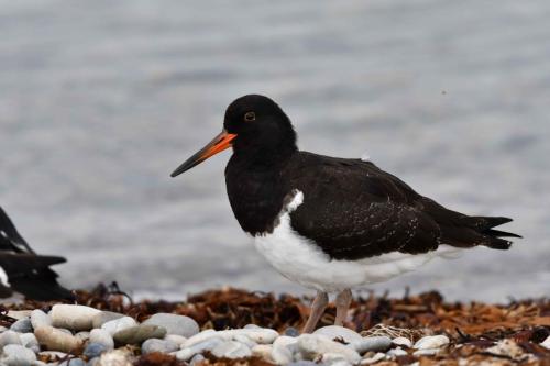 Huîtrier de Garnot (immature)