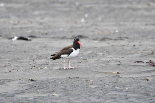 Huîtrier d'Amérique