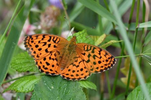 Moyen Nacré (Argynnis adippe)