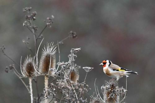 Chardonneret élégant