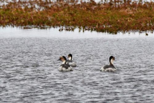 Grèbe aux belles joues