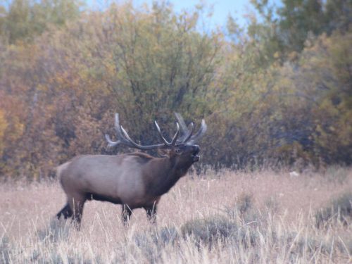 Wapiti