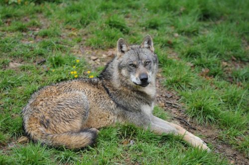 Loup d'Europe