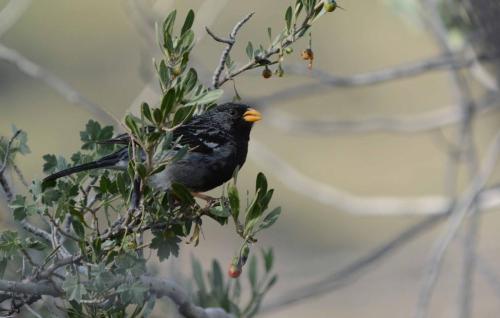 Phrygile petit-deuil 