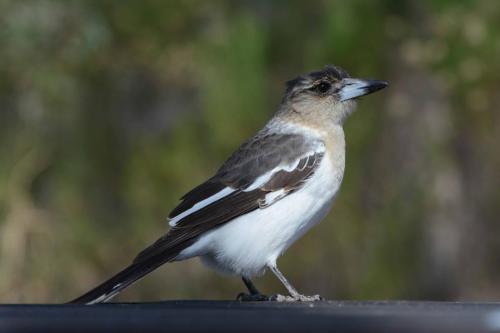 Jeune Cassican à gorge noire