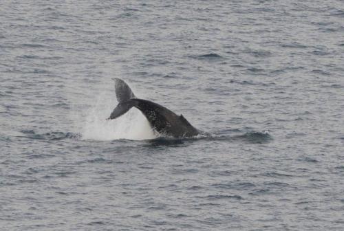 Humpback Whale (Baleine mégaptère)
