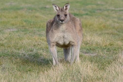 kangourous
