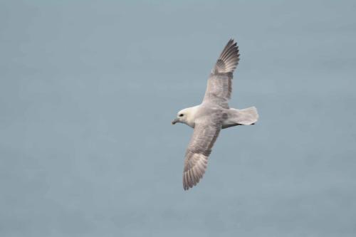 Pétrel fulmar