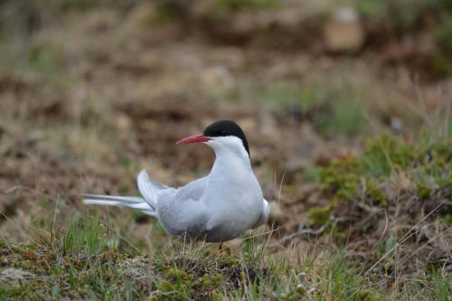 Sterne arctique