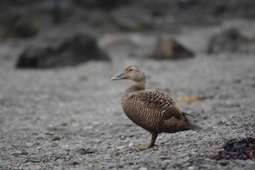 Eider à duvet (femelle)