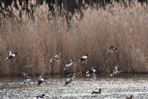 Canards souchets et siffleurs