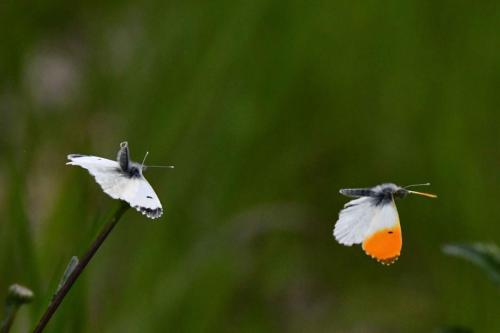 L'Aurore (Anthocharis cardamines)
