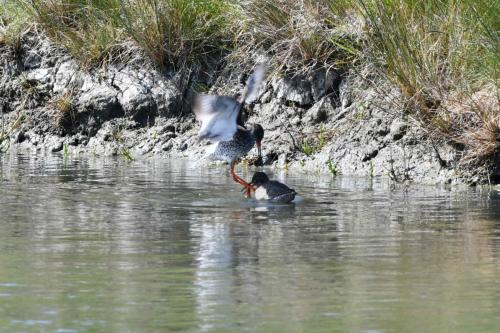 Bataille de Chevaliers gambettes