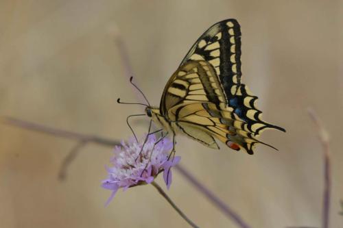 Machaon (Papilio machaon)